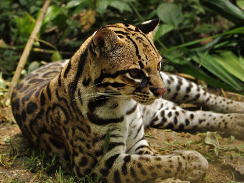 Tierauffangstation Amazoonico