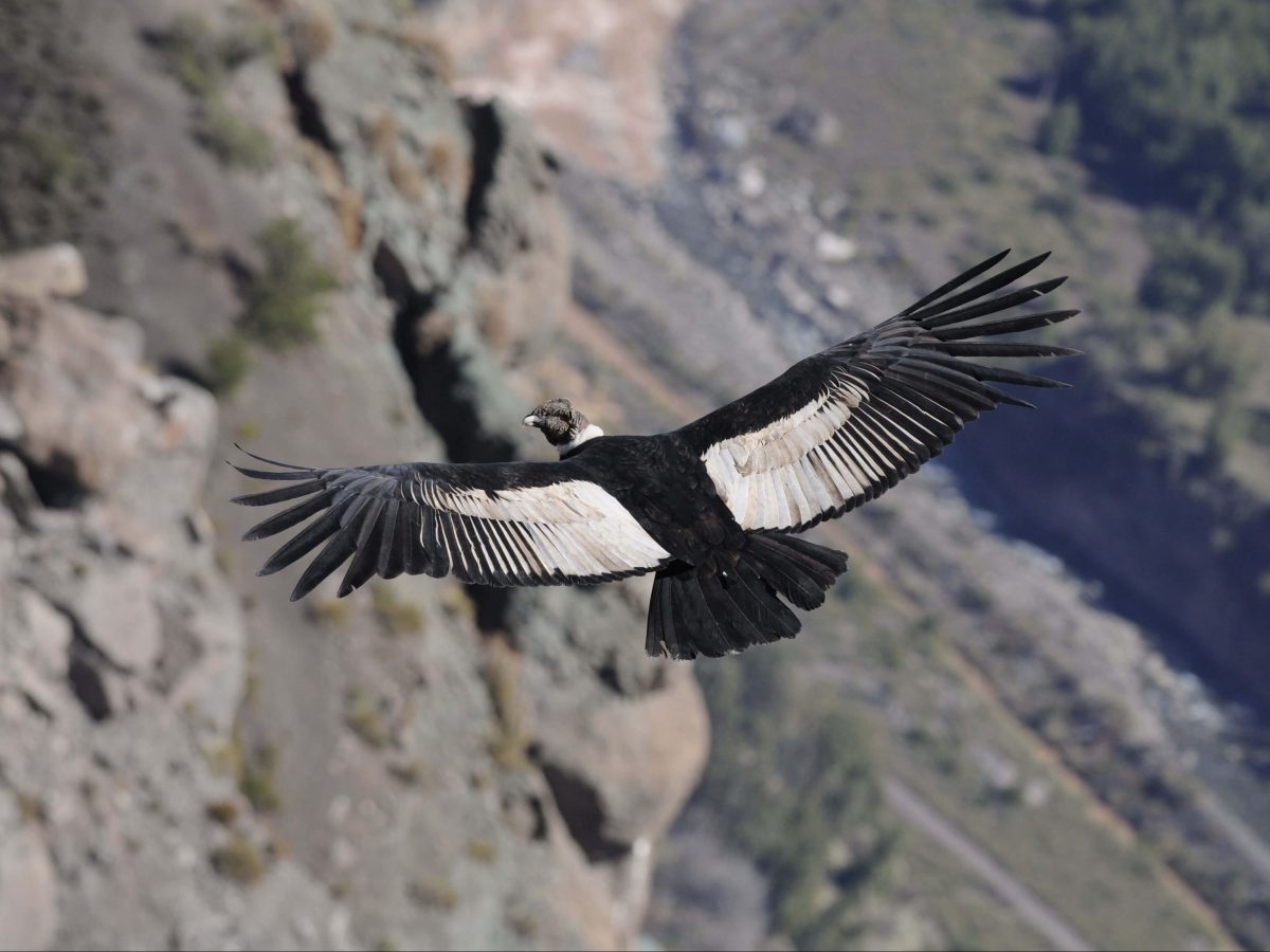 Andenkondor – Der größte Vogel der Welt