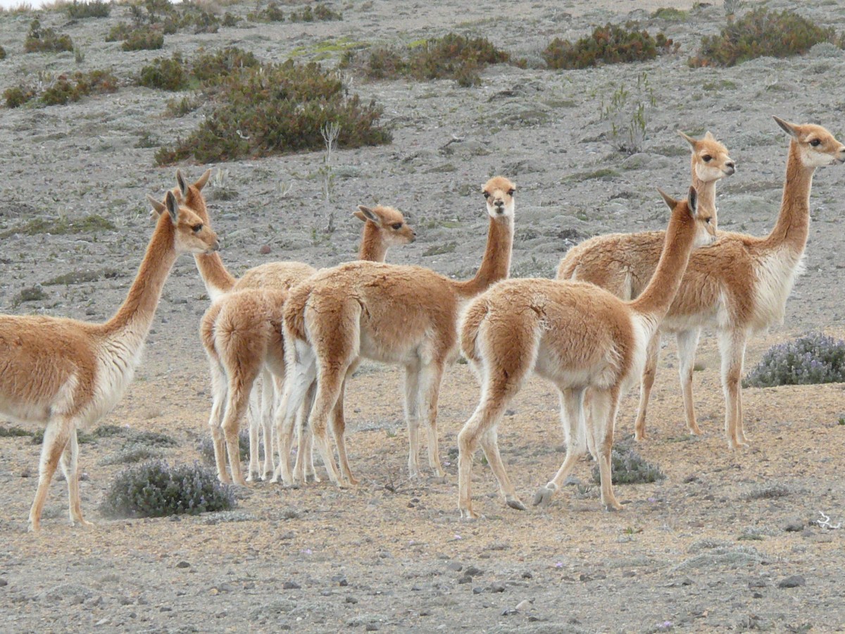 Naturreservat Chimborazo