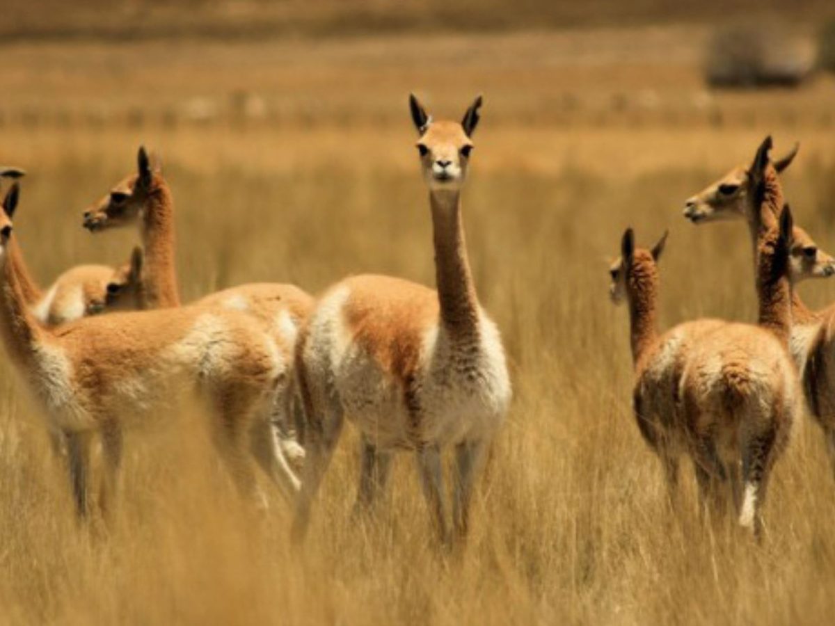 Vicuña