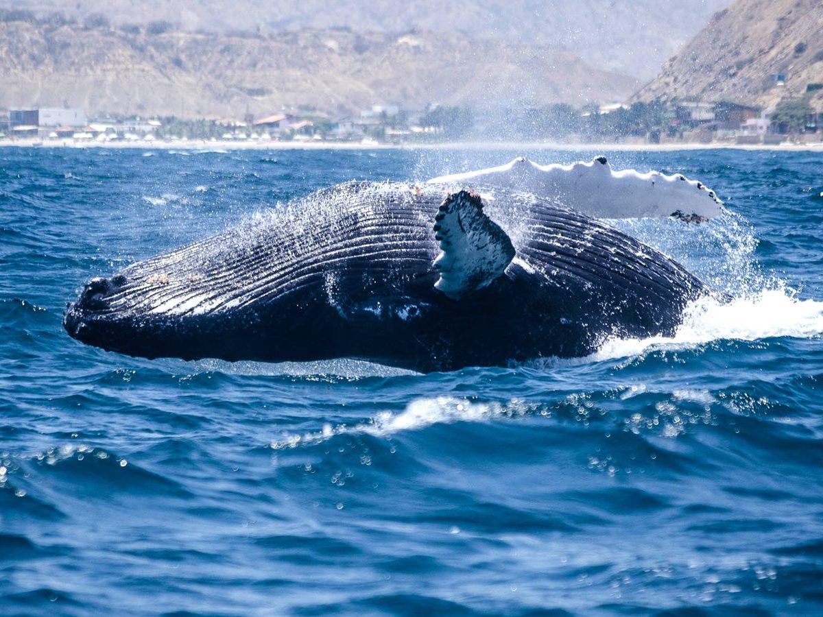 Whale Watching im Norden