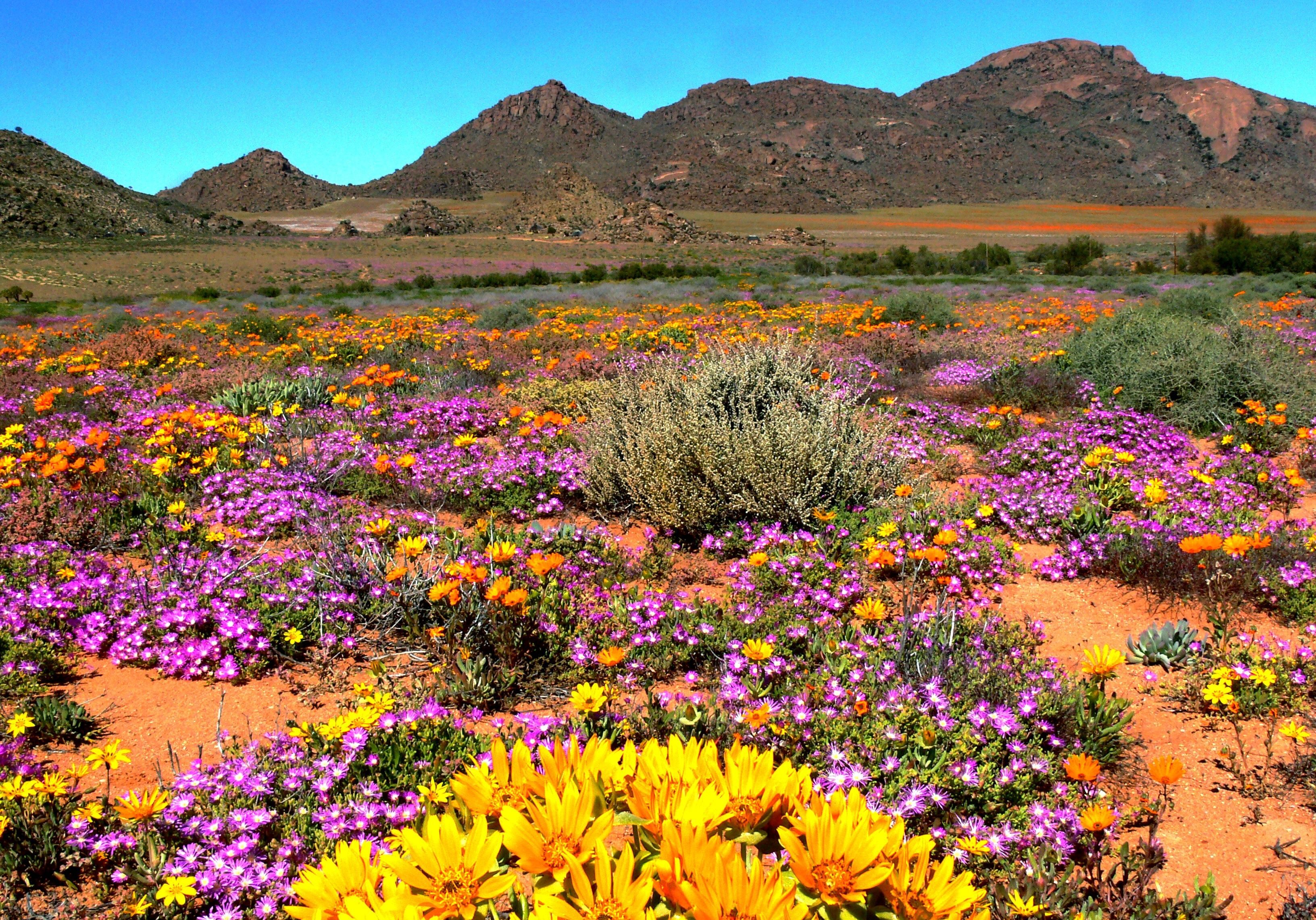 Northern Cape Südafrika